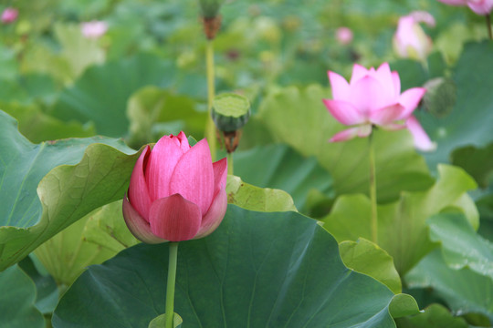 夏季荷花摄影