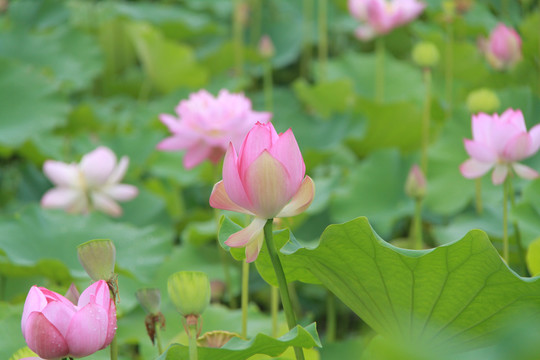 夏季荷花摄影