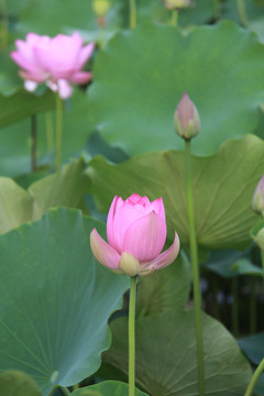 夏季荷花摄影