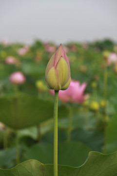 夏季荷花摄影