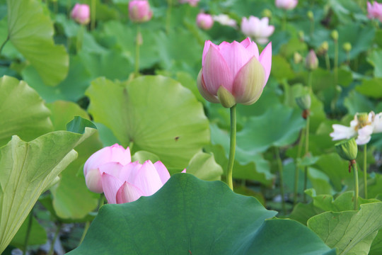 夏季荷花摄影