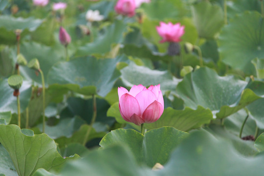 夏季荷花攝影