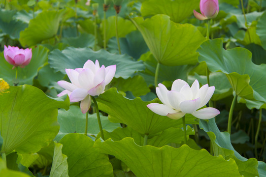 夏季荷花摄影