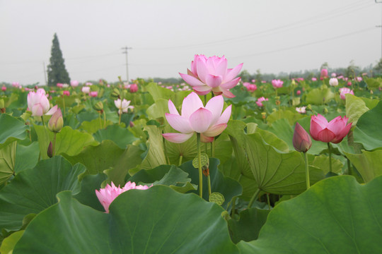 夏季荷花摄影