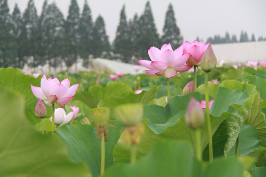 夏季荷花摄影