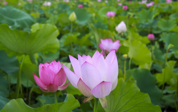 夏季荷花摄影