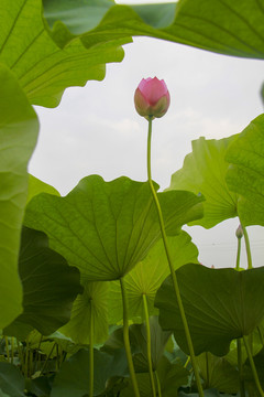 夏季荷花摄影