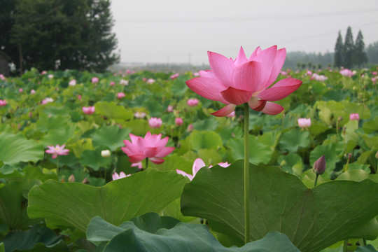 夏季荷花摄影