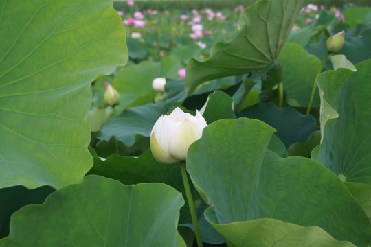 夏季荷花摄影