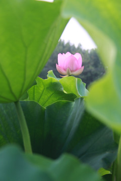 夏季荷花摄影