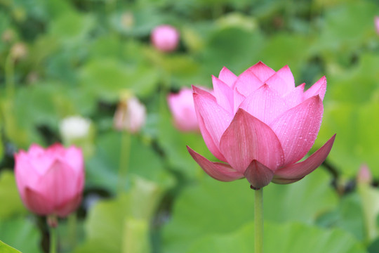 夏季荷花摄影