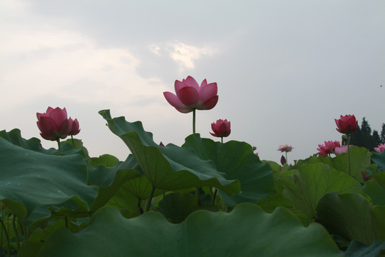 夏季荷花摄影