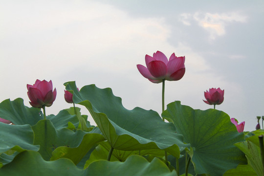 夏季荷花摄影