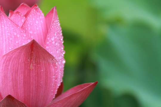 夏季荷花摄影