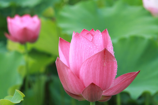 夏季荷花摄影