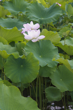 夏季荷花摄影