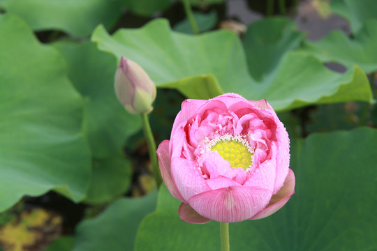 夏季荷花摄影