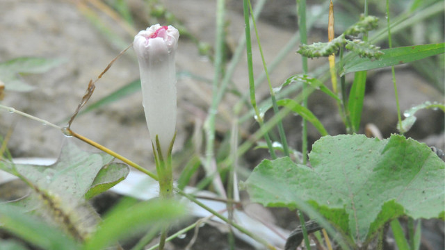 雨后的牵牛花