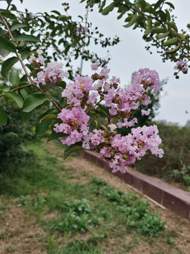 樱花