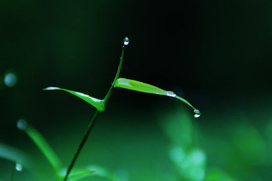 早晨沾了露水的小草