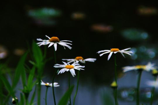 盛开的白色雏菊