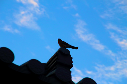 屋檐上的鸽子
