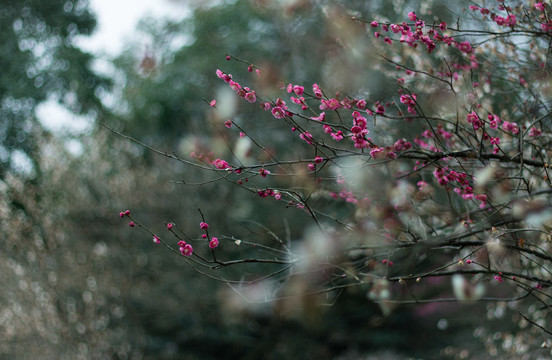 盛开的梅花