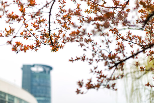 浙江大学校园风景建筑