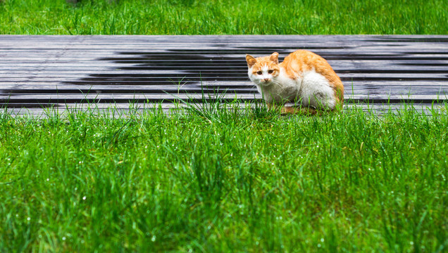 草坪上的猫