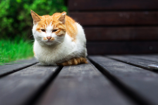 草坪上的猫