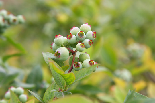 蓝莓种植