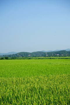 山区稻田