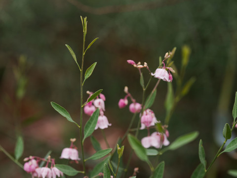 罗布麻茶花