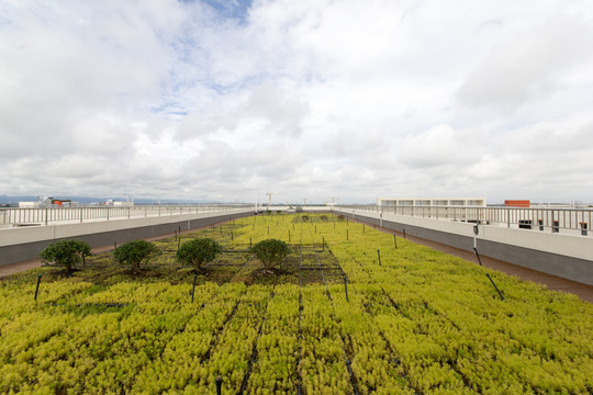 绿色建筑之屋顶绿化