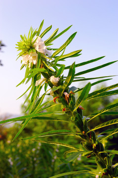 芝麻花高清照片