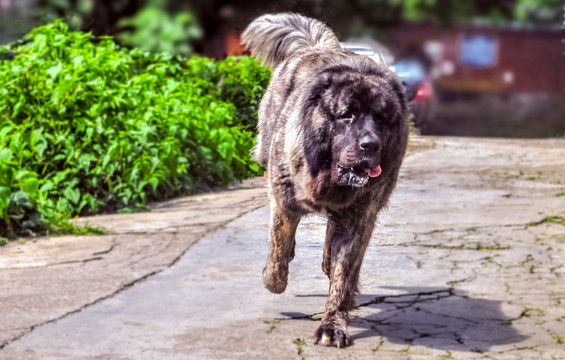 奔跑的高加索猛犬