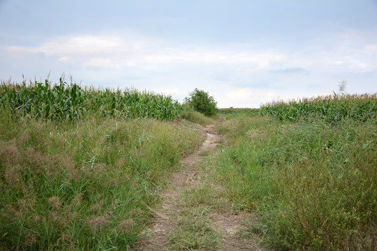 田间小路