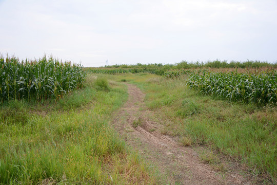 田野