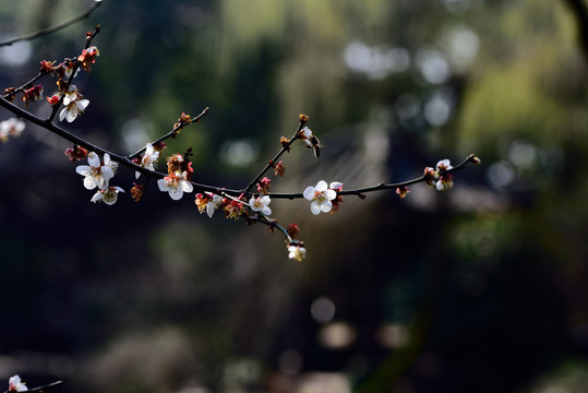 李花特写