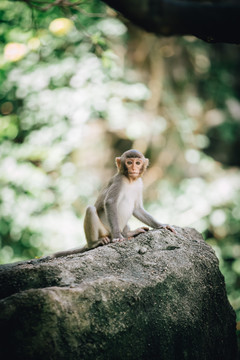 南湾猴岛猕猴