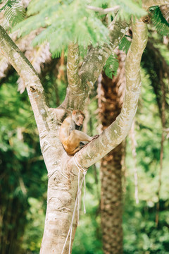 南湾猴岛猕猴
