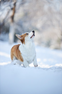 柯基犬