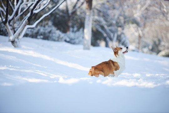 柯基犬