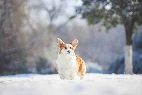 柯基犬