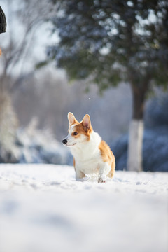 柯基犬