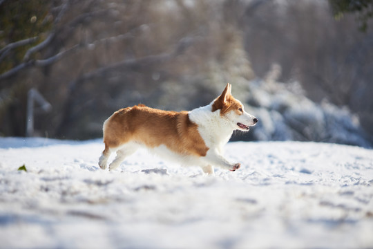 柯基犬