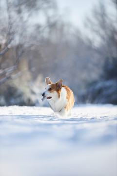 柯基犬