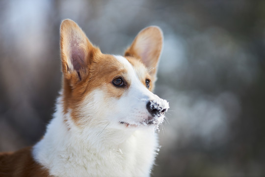 柯基犬