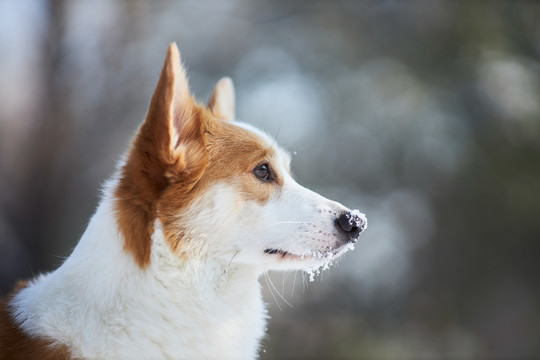 柯基犬