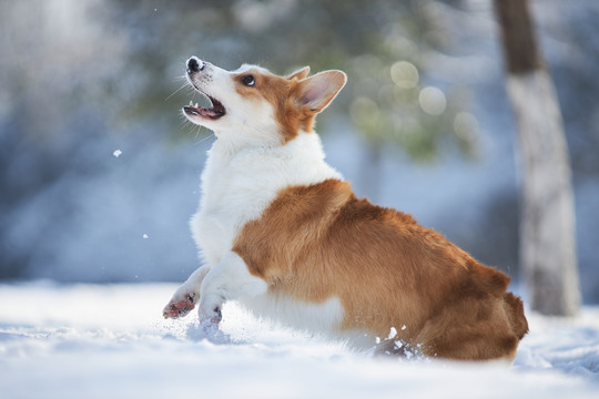 柯基犬